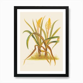 Euphorbia 1 Art Print