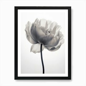 Floral Art 0010 X Ray 0004 X Ray Blumen 0010 Bp6586 Minimalist Soft Bright X Ray Scandinavian Minimalist 5eec4b4d 3d09 Art Print