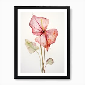 Pressed Flower Botanical Art Flamingo Flower 1 Art Print