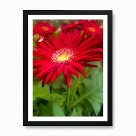 Red Gerbera Daisy - Photography Art Print