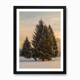 Fir Trees In The Snow Art Print