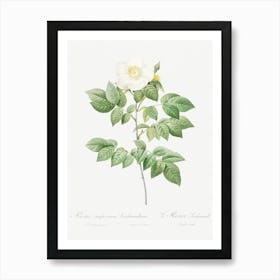 Leschenault S Rose, Pierre Joseph Redoute Art Print