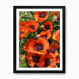 Orange-red poppies blooming in the meadow Art Print