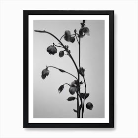 Sweet Pea B&W Pencil 2 Flower Art Print