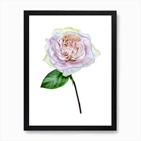 Dusty rose Art Print