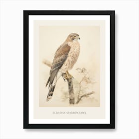 Vintage Bird Drawing Eurasian Sparrowhawk 1 Poster Art Print