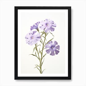 Pressed Wildflower Botanical Art Wild Phlox Art Print