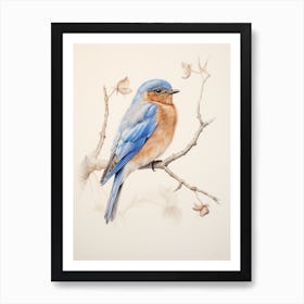 Vintage Bird Drawing Bluebird 1 Art Print