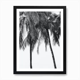 Palm Trees Black And White Travel Photography Art Print