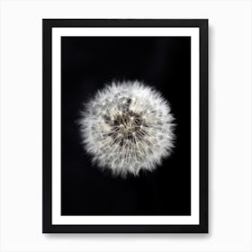 Black And White Dendelion Art Print