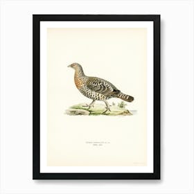 Western Capercaillie, The Von Wright Brothers Art Print