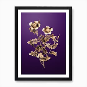 Gold Botanical Variegated Burnet Rose on Royal Purple n.0110 Art Print
