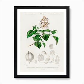 Empress Tree (Paulownia Imperialis), Charles Dessalines D' Orbigny Art Print