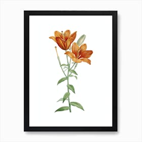 Vintage Orange Bulbous Lily Botanical Illustration on Pure White n.0888 Art Print