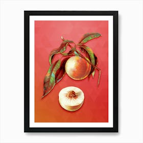 Vintage Peach Botanical Art on Fiery Red n.1265 Art Print