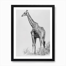 Giraffe In The Wild Pencil Drawing 1 Art Print