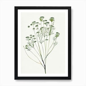 Caraway Herb Minimalist Watercolour 1 Art Print