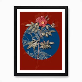 Vintage Botanical Rosa Redutea Glauca on Circle Blue on Red n.0308 Art Print