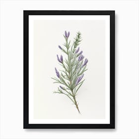 Rosemary Herb Pencil Colour Art Print