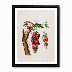 Pomegranate 2 Art Print