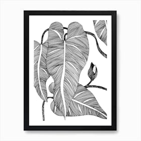 Phylodendron Art Print