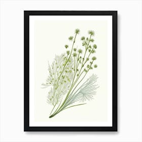 Fennel Seed Spices And Herbs Pencil Illustration 1 Art Print