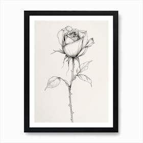 English Rose Black And White Line Drawing 20 Art Print