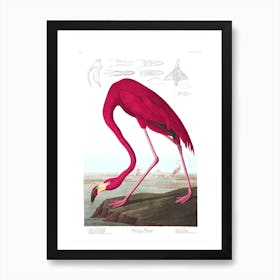 American Flamingo I Art Print