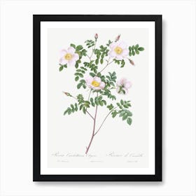De Candolle S White Rose, Pierre Joseph Redoute Art Print