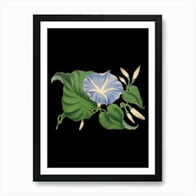 Morning Glory Art Print