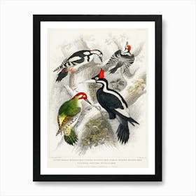 Ivory Billed Woodpecker, Green Woodpecker, Great Spotted Woodpecker, And Lesser Spotted Woodpecker, Oliver Goldsmith Art Print