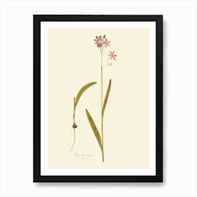 Pink Orchid Art Print