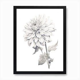 Dahlias Flower Vintage Botanical 2 Art Print