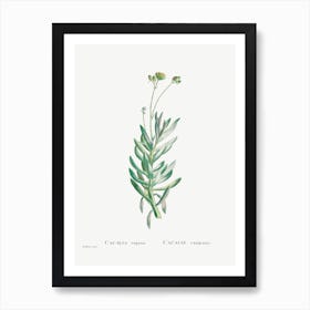 Cacalia Repens, Pierre Joseph Redoute Art Print