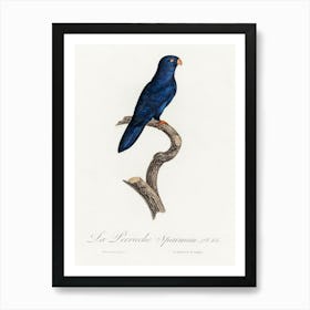 The Sparman Parakeet (Cyanoramphus Novaezelandiae) From Natural History Of Parrots, Francois Levaillant Art Print