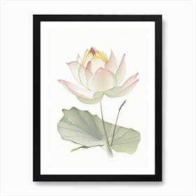 American Lotus Pencil Illustration 4 Art Print