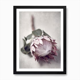 Pale Proteas 5 Art Print