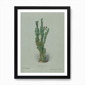 Peruvian Apple Cactus, Familie Der Cacteen Art Print