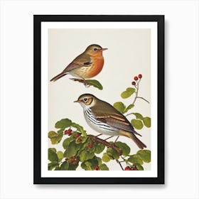 Hermit Thrush James Audubon Vintage Style Bird Art Print