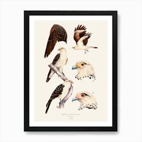 Yellow Headed Caracara Poster Art Print