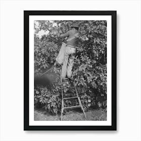 Picking Grapefruit Near Weslaco, Texas By Russell Lee Póster