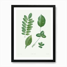 Tree Leaf Set, Pierre Joseph Redoute Art Print