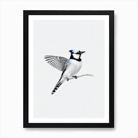 Blue Jay B&W Pencil Drawing 1 Bird Art Print