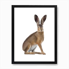3x4 Hare Art Print