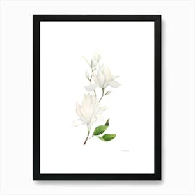 Magnolia 2 Art Print