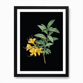 Vintage Yellow Azalea Botanical Illustration on Solid Black n.0089 Art Print