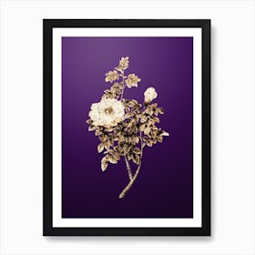 Gold Botanical Ventenat's Rose on Royal Purple n.0810 Art Print