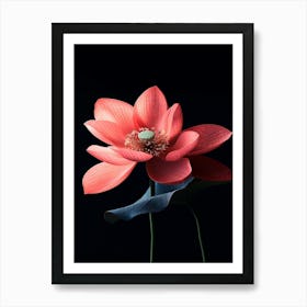 Lotus Flower 13 Art Print