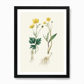 Vintage Botanical John Stephenson and James Morss Churchill Art Print_2731676 Art Print