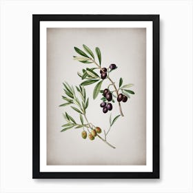 Vintage Olive Botanical on Parchment n.0586 Art Print